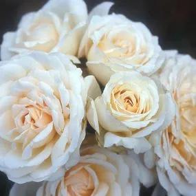 Cream Abundance Rose (Rosa Cream Abundance) 3